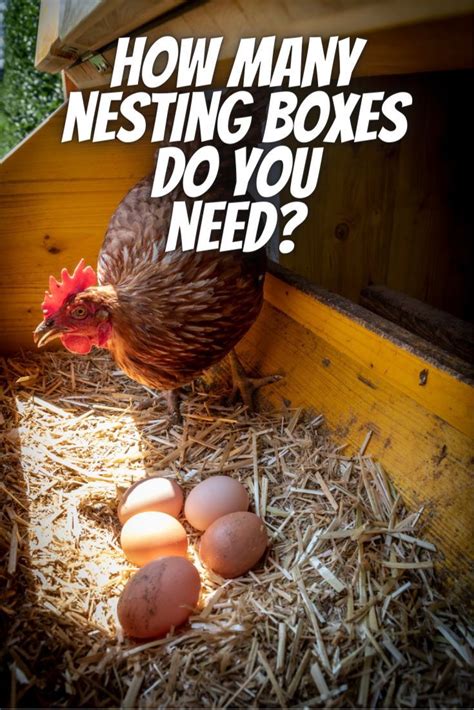 How many nesting boxes per chicken - A rule of thumb is to provide one nesting box for every three to four hens. For 10 hens, you’ll need a minimum of 3 to 4 nesting boxes. You have …